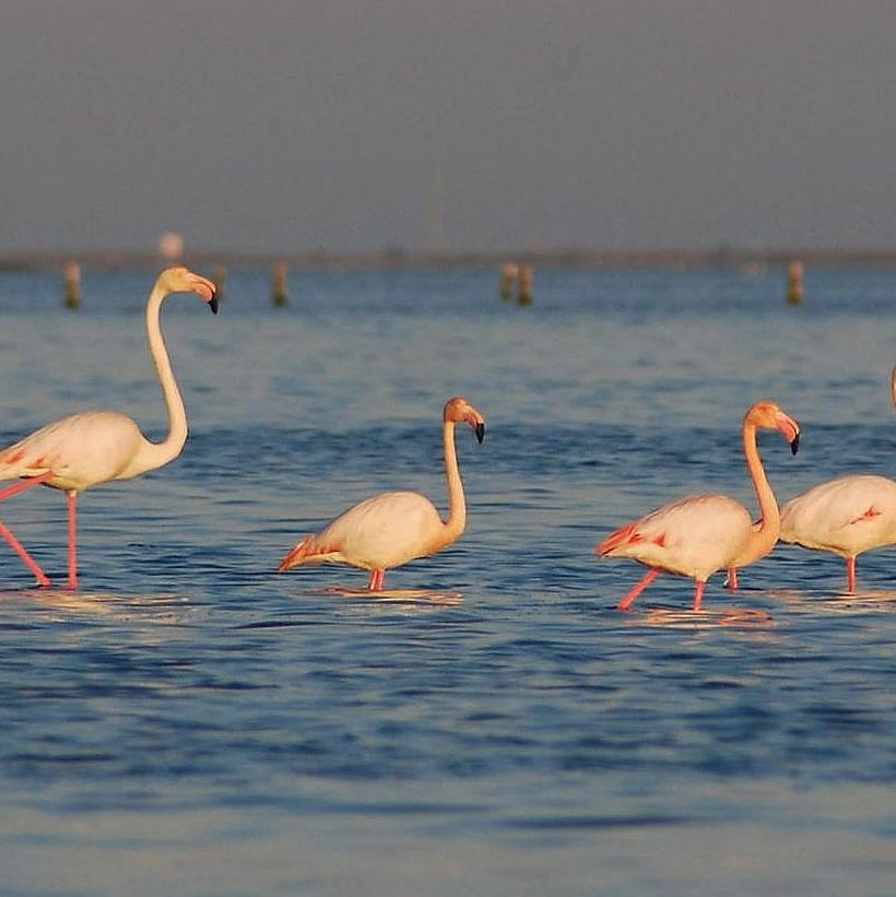 Lagunas y flamencos del Delta de l’Ebre, Alcanar Playa, alquilar Groom Service Delta de l'Ebre